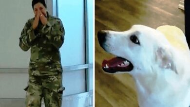 La soldado esperaba reencontrarse con el perro que habia rescatado