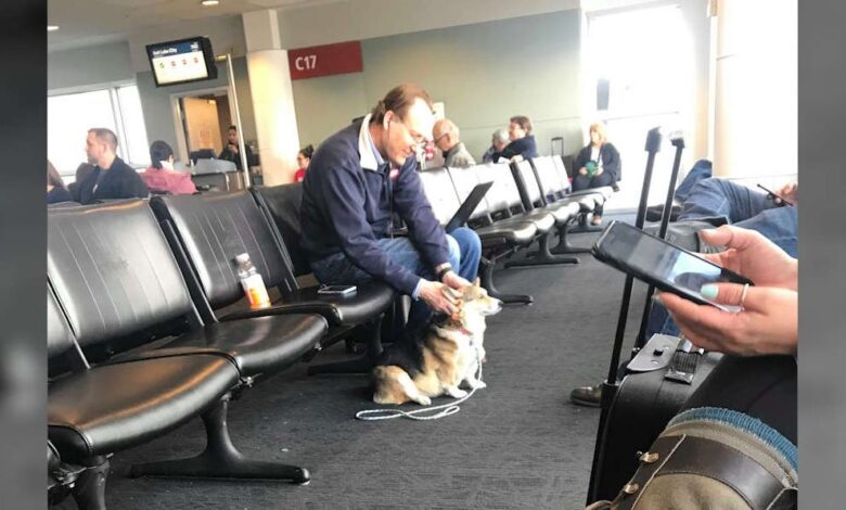 1640935110 el adorable corgi ve a un hombre en el aeropuerto