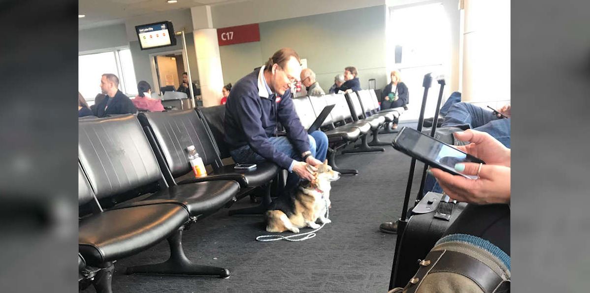 1640935110 El adorable corgi ve a un hombre en el aeropuerto