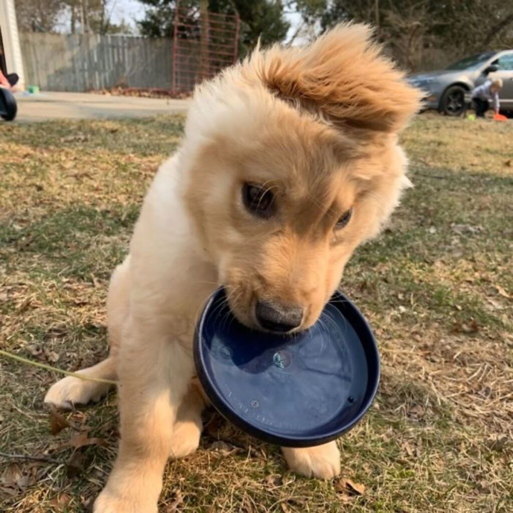 1640935175 534 cachorro con una sola oreja parece un unicornio dorado