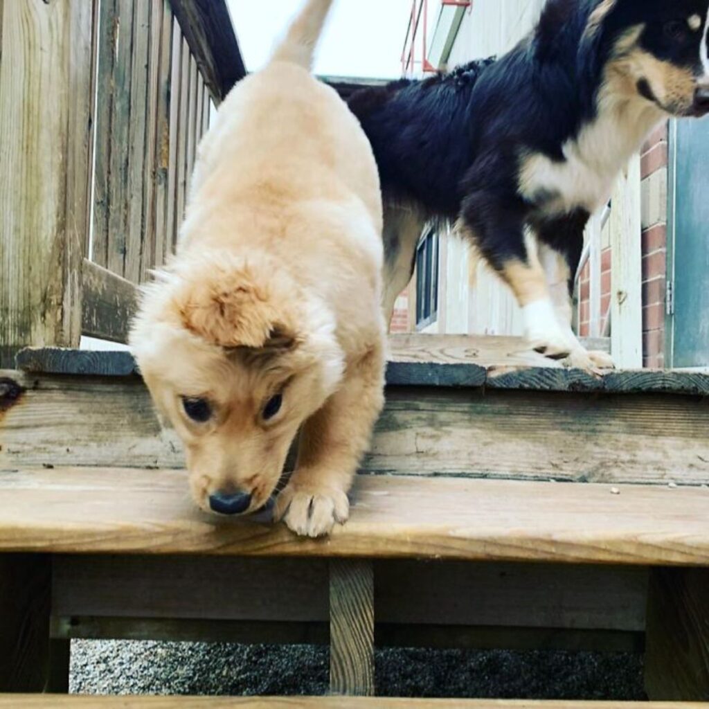 1640935175 946 cachorro con una sola oreja parece un unicornio dorado