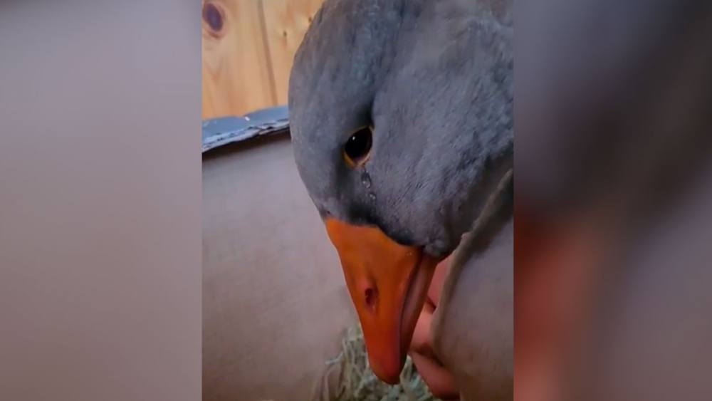 1640935595 389 goose llora tras ser separada de su companera en una