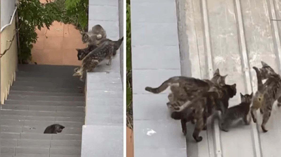 1640937448 Un momento cuando un grupo de gatos ayuda a otro