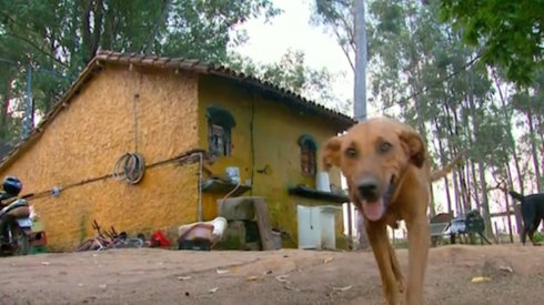 1640937475 758 perro del deposito de chatarra viaja dos millas todos los