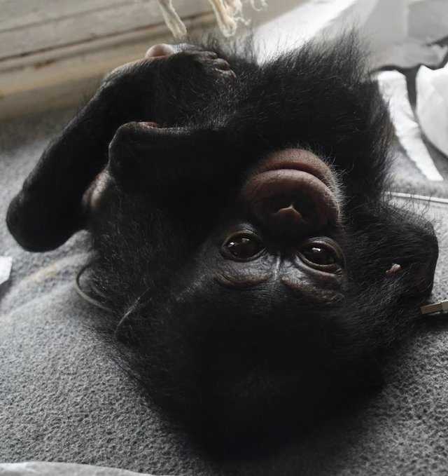 1640993568 666 el bebe chimpance se mantuvo en una caja durante meses