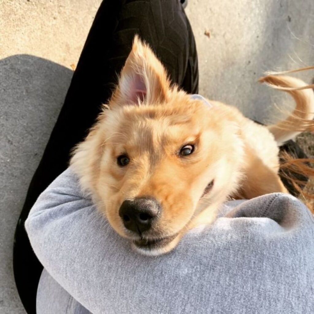 Cachorro con una sola oreja parece un unicornio dorado