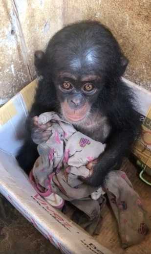 El bebe chimpance se mantuvo en una caja durante meses