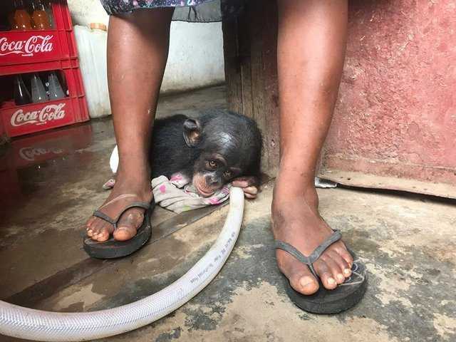 El bebe chimpance se mantuvo en una caja durante meses