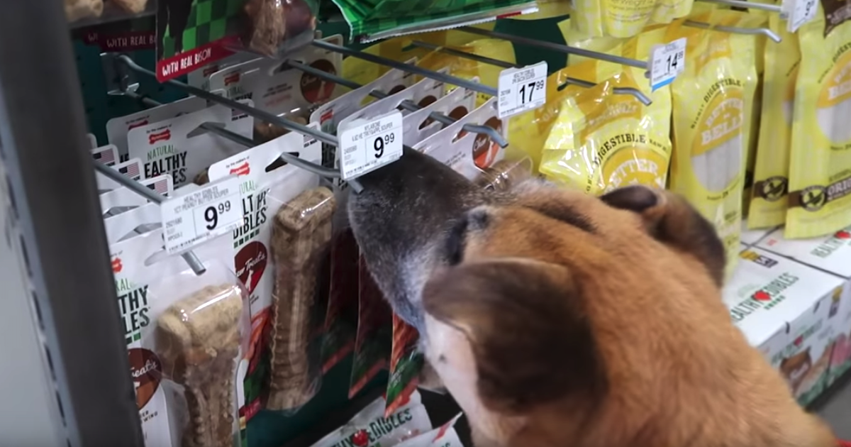 Hombre lleva a un perro sin hogar a una tienda