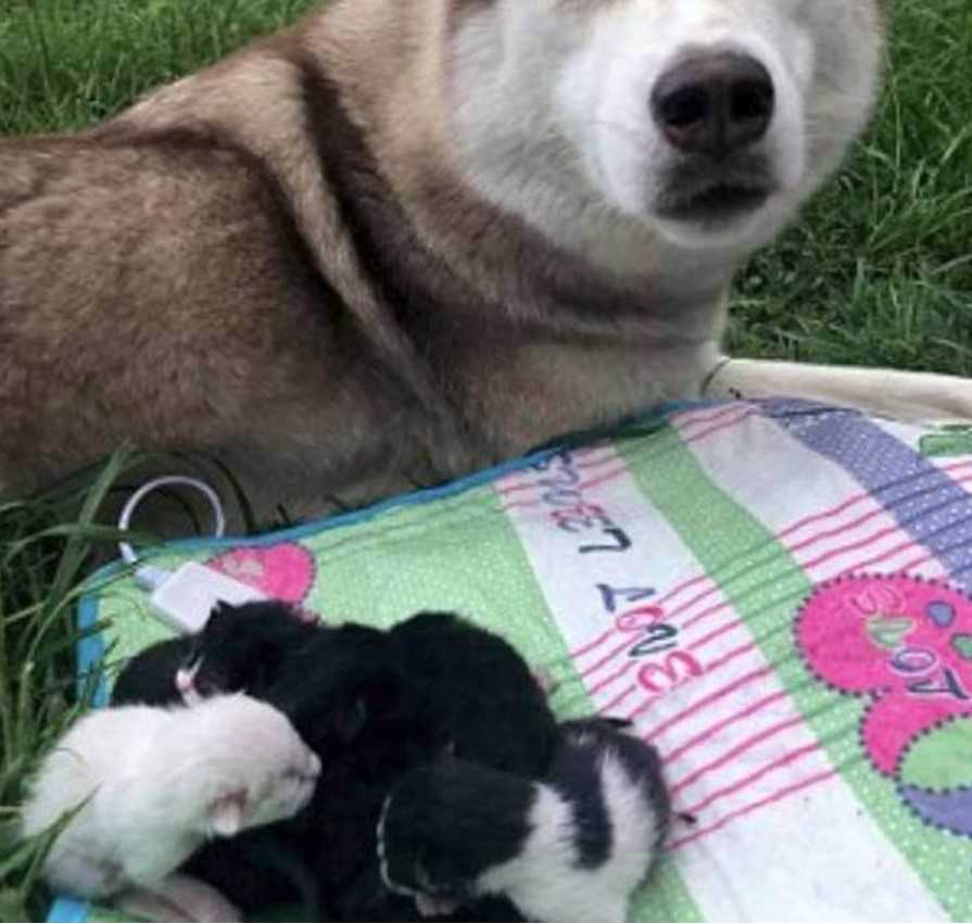 Husky me arrastro a la fuerza al bosque El perro