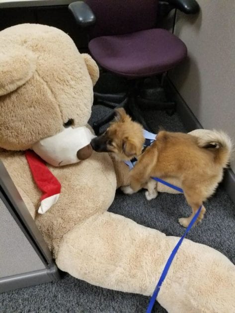 1641147919 98 el departamento de policia contrata a un adorable cachorro de