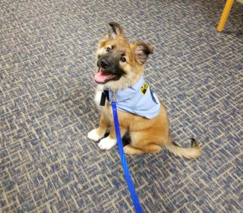 1641147920 el departamento de policia contrata a un adorable cachorro de