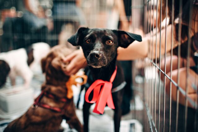 Jaula de perro de rescate de perro