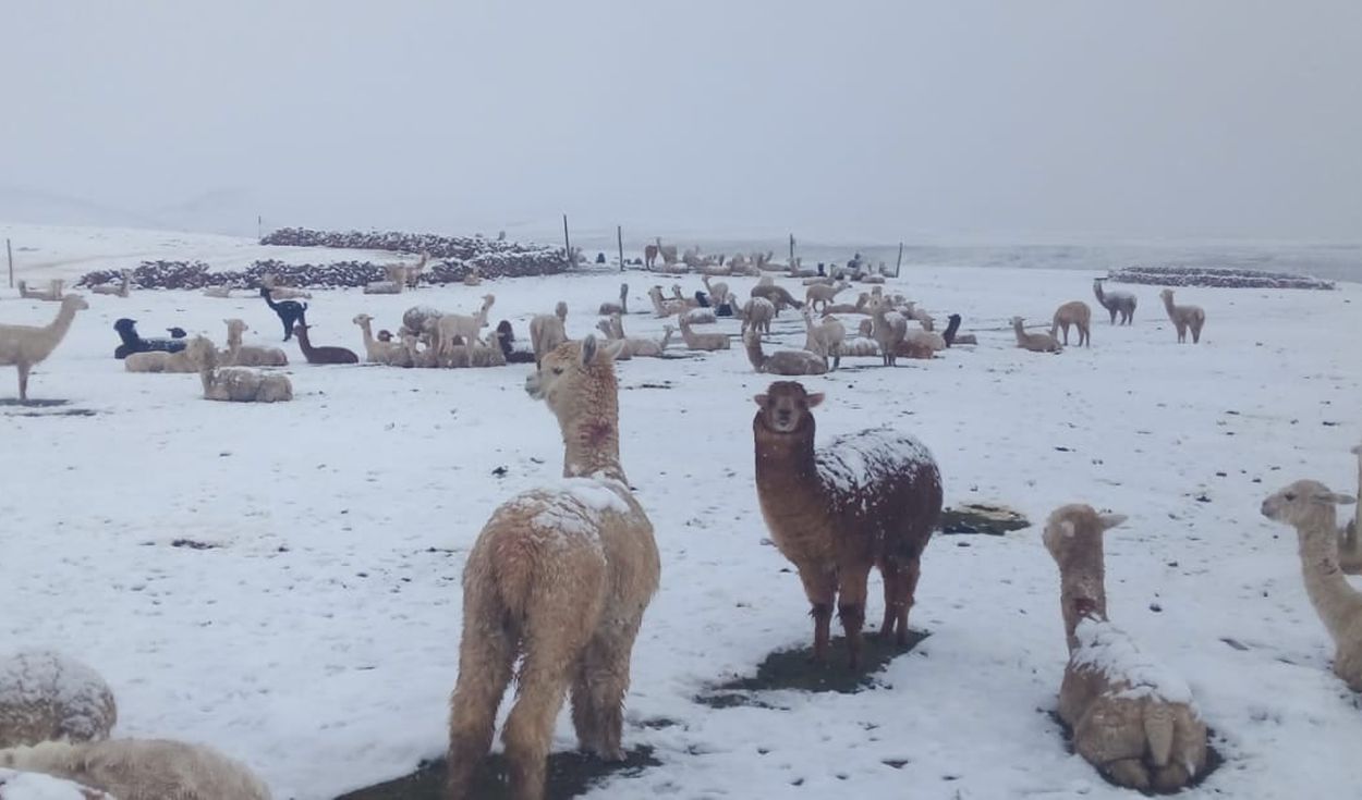 1642031358 Nevadas en Puno alcanzan altura de 20 centimetros HBA