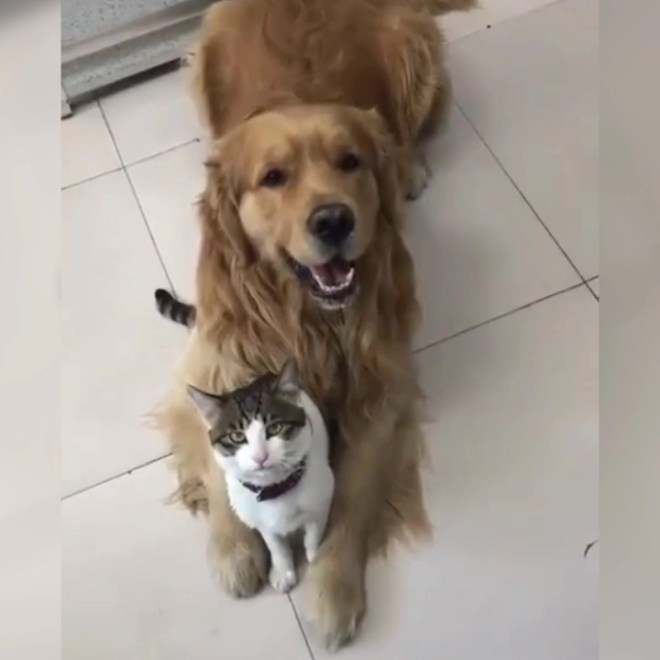 1642203339 247 el adorable golden obliga a su hermanito gato a tomarse