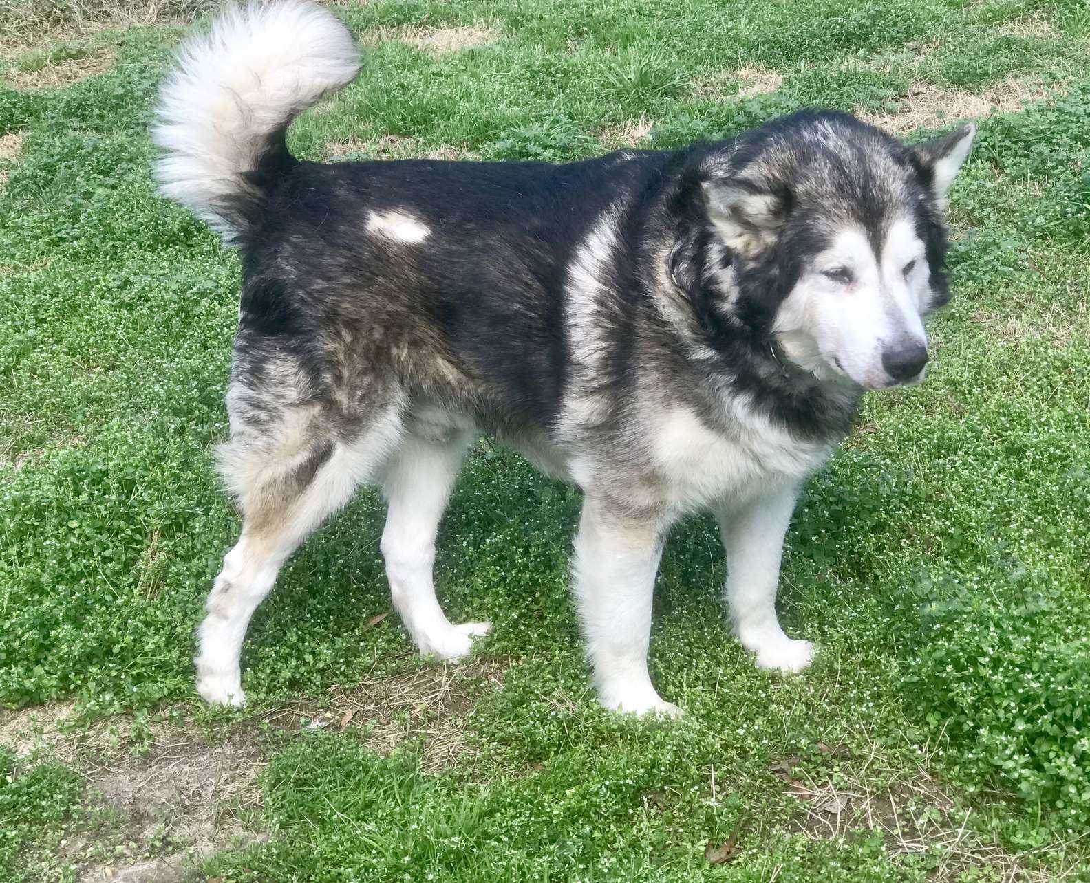 1642290556 355 perro encadenado que vivio en cautiverio revela su majestuosa belleza