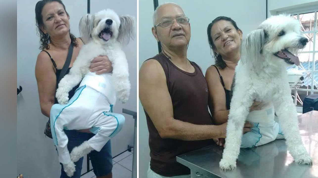 1642635696 El veterinario se sorprende al ver un cachorro de Parapelijo