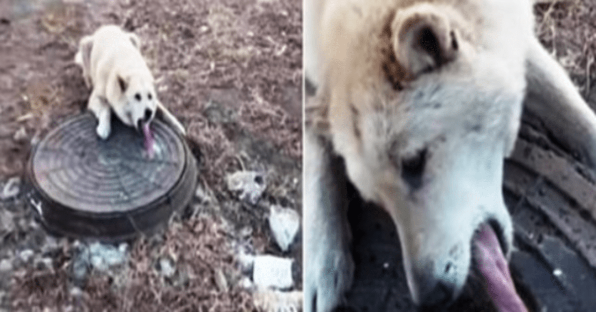 1642809485 Hombre encuentra perro indefenso con lengua congelada en alcantarillado