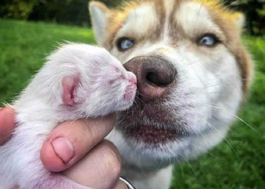 1642895977 483 ¡Husky me arrastro a la fuerza al bosque El perro