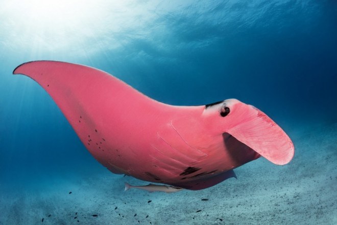 1643068193 289 la unica mantarraya rosa existente ha sido fotografiada