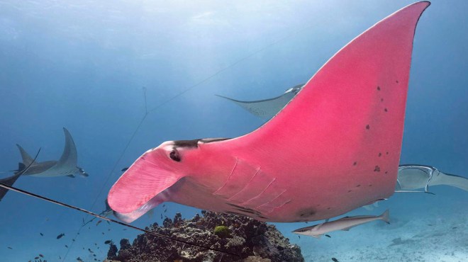 1643068193 401 la unica mantarraya rosa existente ha sido fotografiada