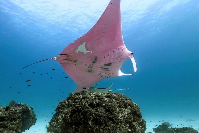 1643068193 694 la unica mantarraya rosa existente ha sido fotografiada