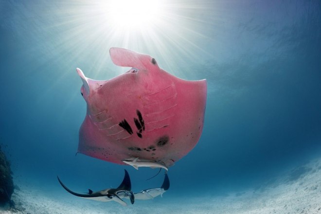 1643068193 808 la unica mantarraya rosa existente ha sido fotografiada