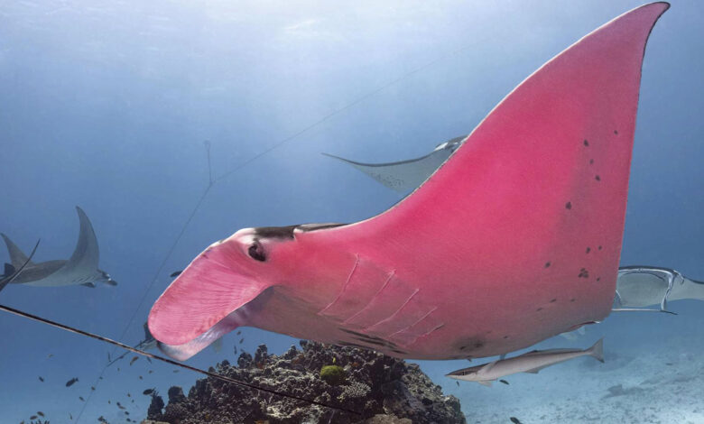 1643068193 la unica mantarraya rosa existente ha sido fotografiada