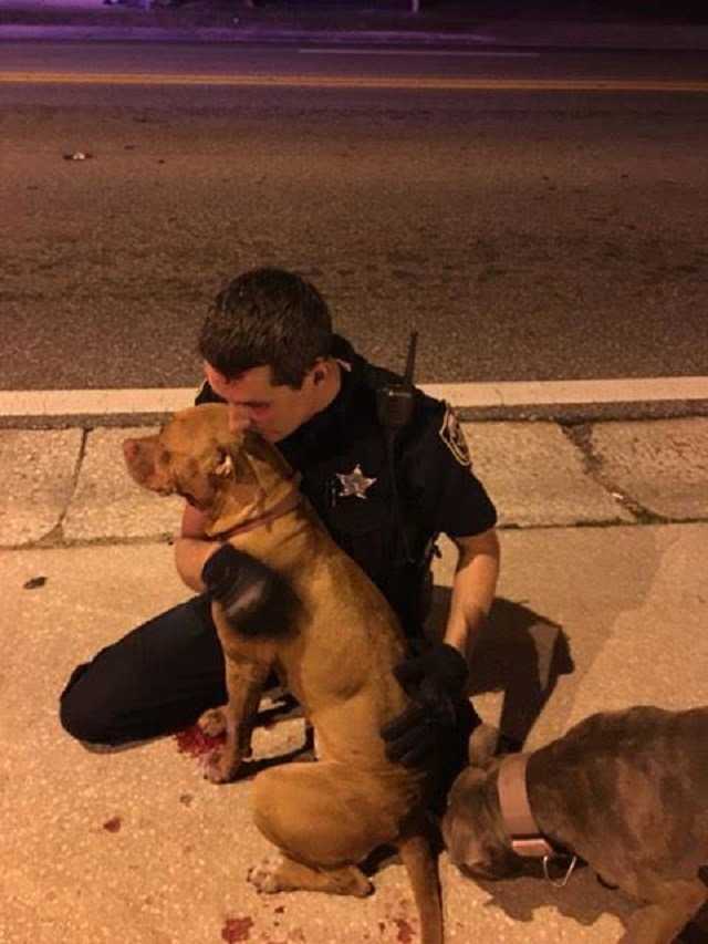 1643155413 292 policias rescataron 2 perros y confirman que estan a salvo