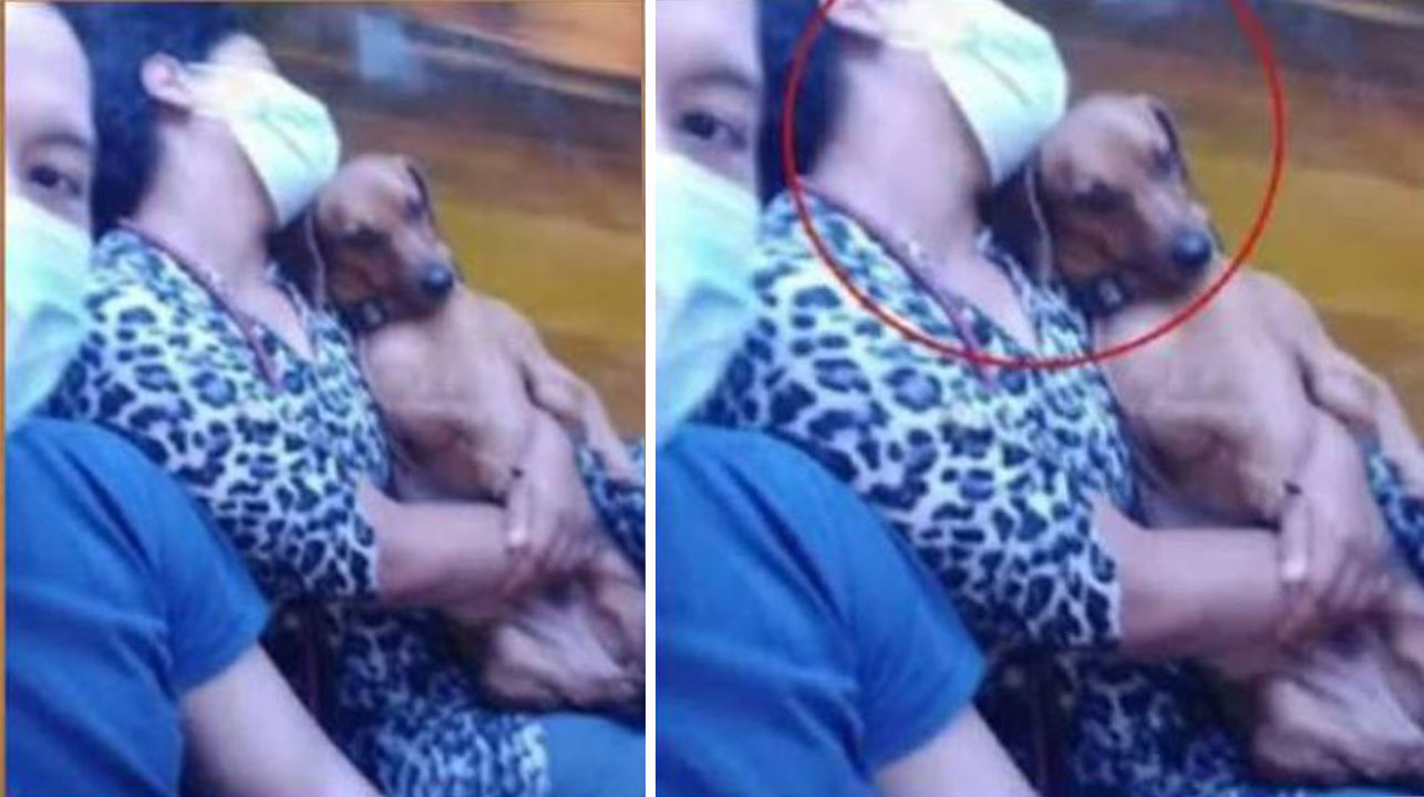 1643241118 El perro acostado en el regazo de la mujer dormida