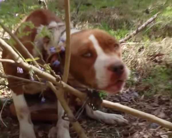 1643328565 281 pitbull hambriento encontrado encadenado a un arbol se convierte en