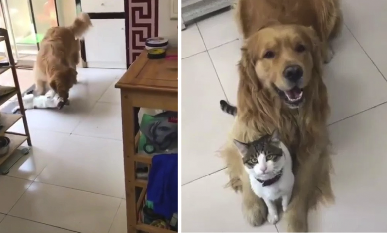 El adorable golden obliga a su hermanito gato a tomarse