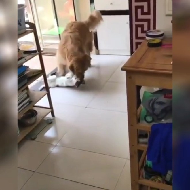 El adorable golden obliga a su hermanito gato a tomarse