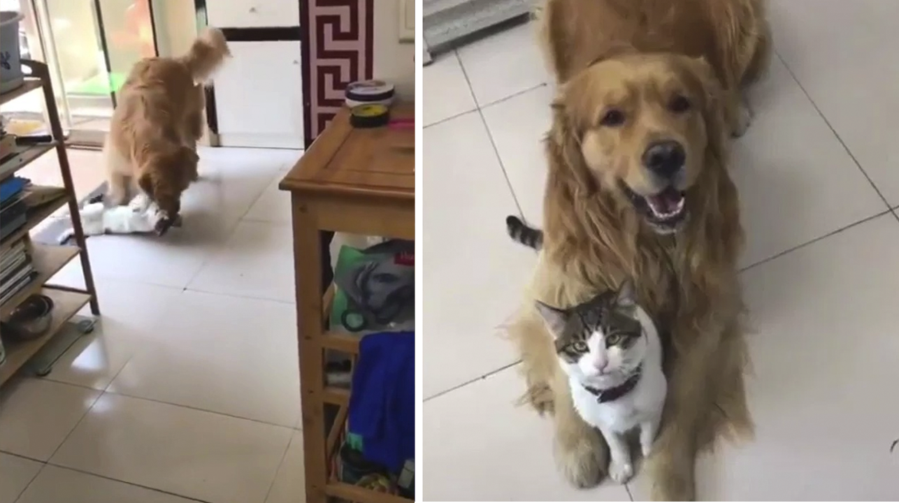 El adorable Golden obliga a su hermanito gato a tomarse