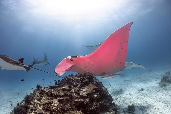 La unica mantarraya rosa existente ha sido fotografiada