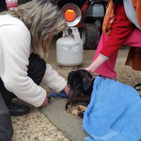 Motociclistas rescatan a perro abandonado de una jaula junto a