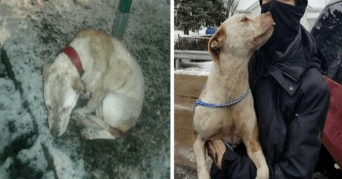 Perro abandonado encontrado encadenado para detenerse mientras cae la nieve