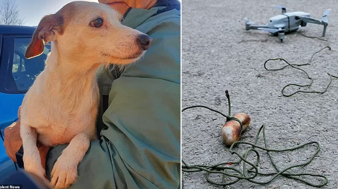 Perro es rescatado de las aguas de la inundacion despues