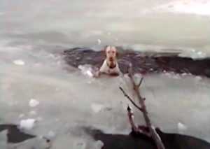 Perro se ahogo en un lago congelado los rescatistas creen