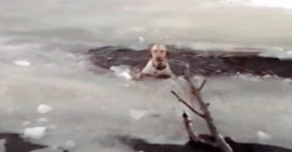 Perro se ahogo en un lago congelado los rescatistas creen