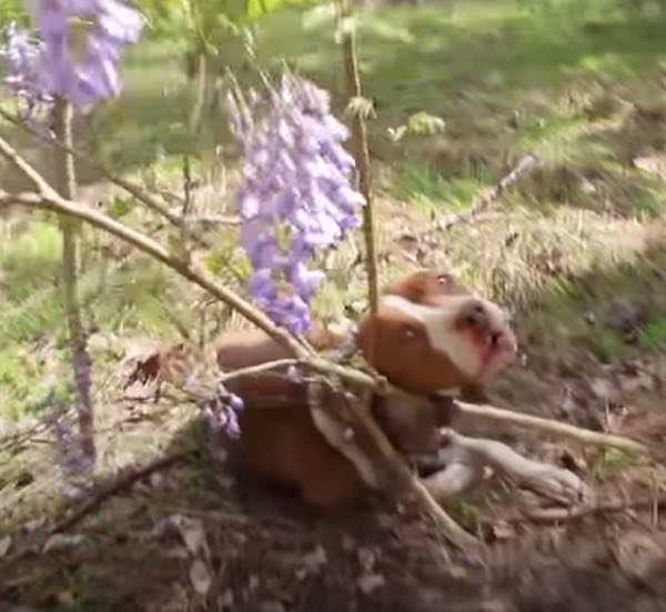 Pitbull hambriento encontrado encadenado a un arbol se convierte en