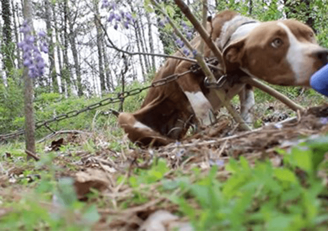 Pitbull hambriento encontrado encadenado a un arbol se convierte en