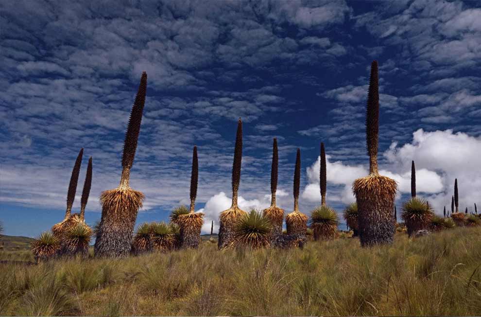 Santuario Nacional de Calipuy celebra su 41 cumpleanos y conserva