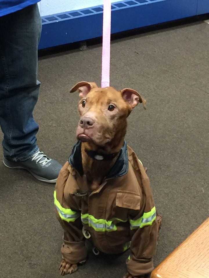 1644453545 169 perro estuvo atrapado en el sotano durante 9 anos antes