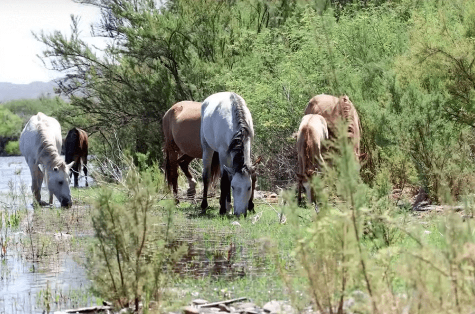 1644799390 244 momento emocionante caballo salvaje salva a potranca ahogada