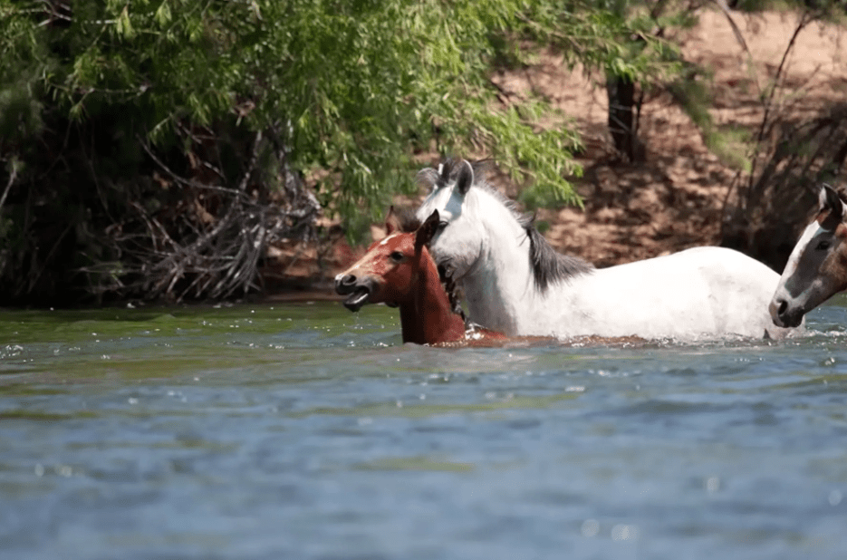 1644799392 295 momento emocionante caballo salvaje salva a potranca ahogada