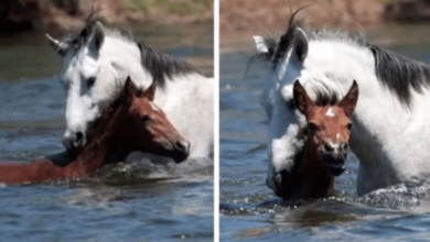 1644799393 momento emocionante caballo salvaje salva a potranca ahogada