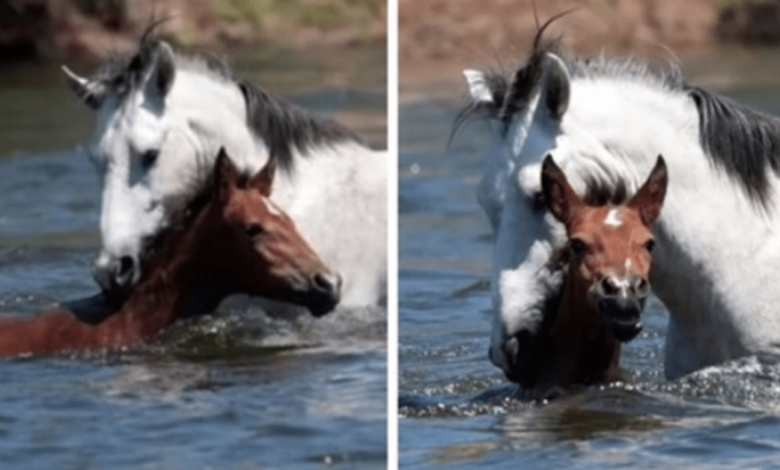 1644799393 momento emocionante caballo salvaje salva a potranca ahogada