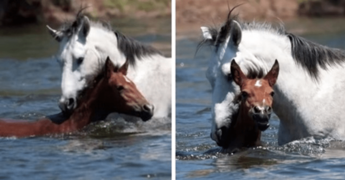 1644799393 Momento emocionante caballo salvaje salva a potranca ahogada