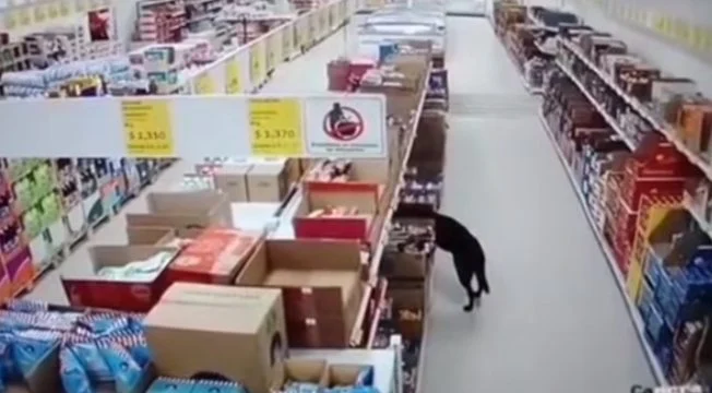 1645058759 744 perro hambriento atrapado robando comestibles del supermercado